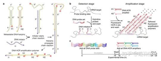 空间组的发展之旅—In situ hybridization（ISH） - 知乎