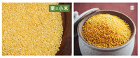 曾经是“五谷”之首的粟,究竟是怎么被古人食用的 - 知乎