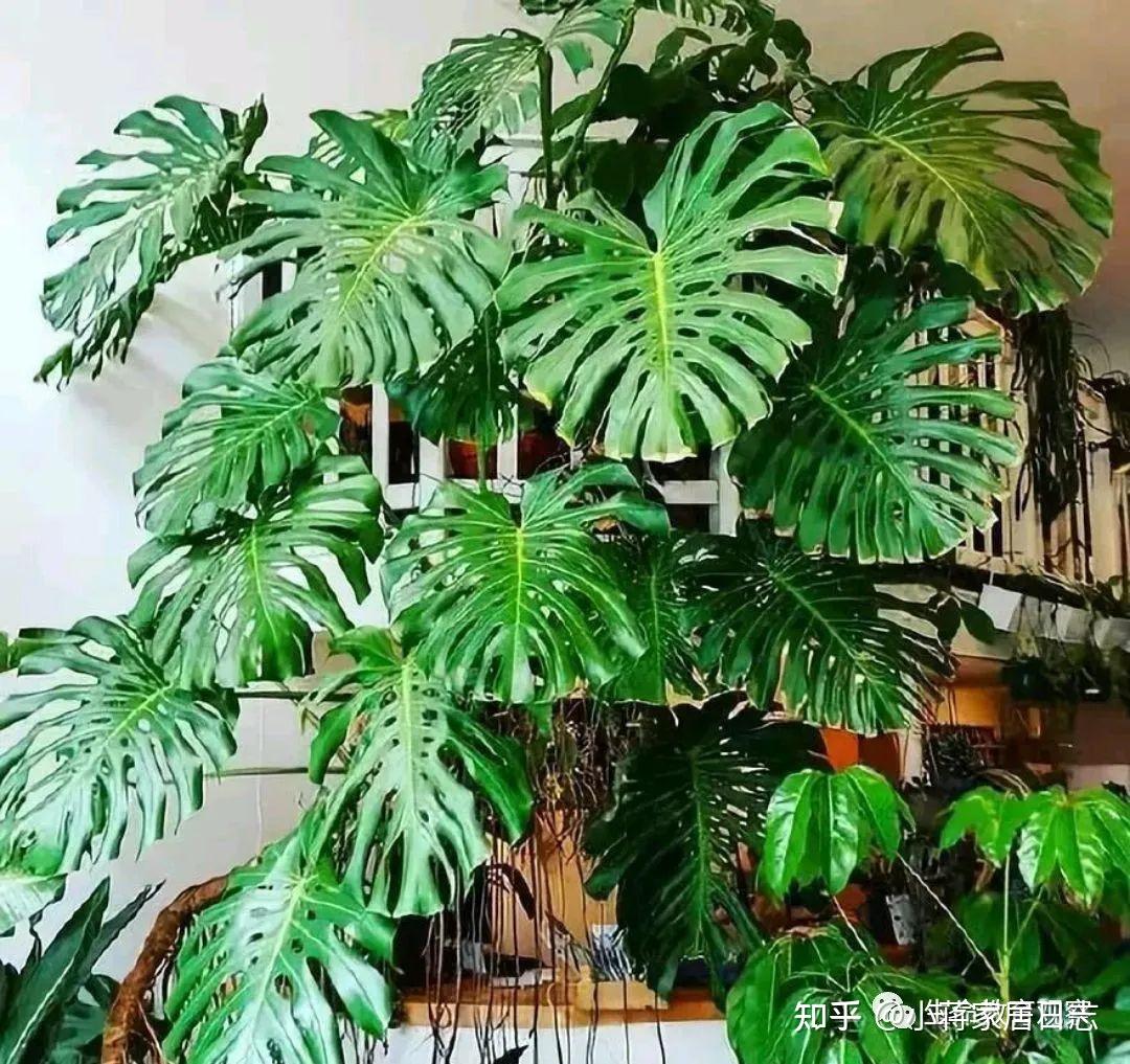 盘点最适合养在室内的大型植物 - 知乎