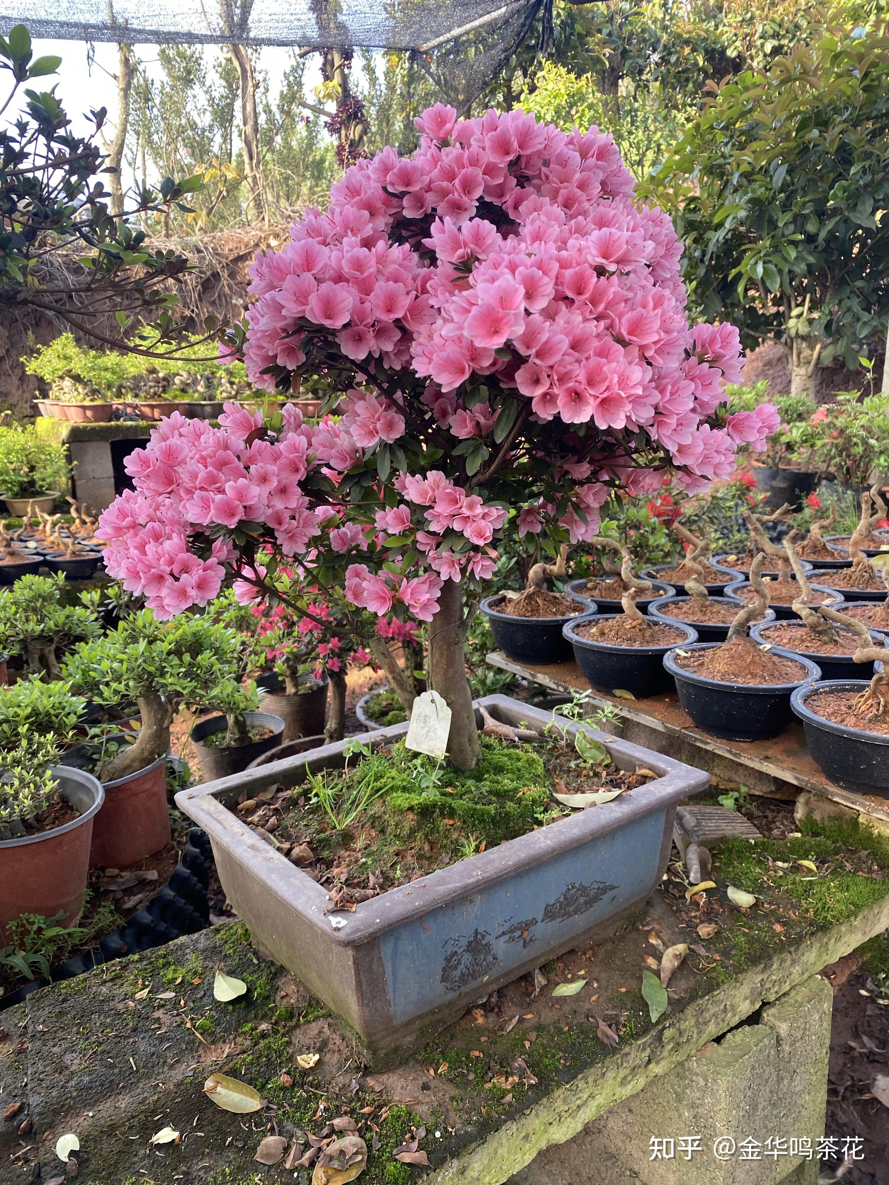 杜鹃盆景桩开花了 - 知乎