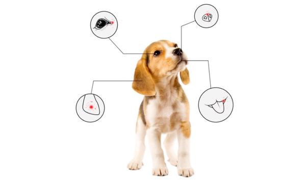 春季带狗出游 这几点需要注意了 超3000字干货 知乎