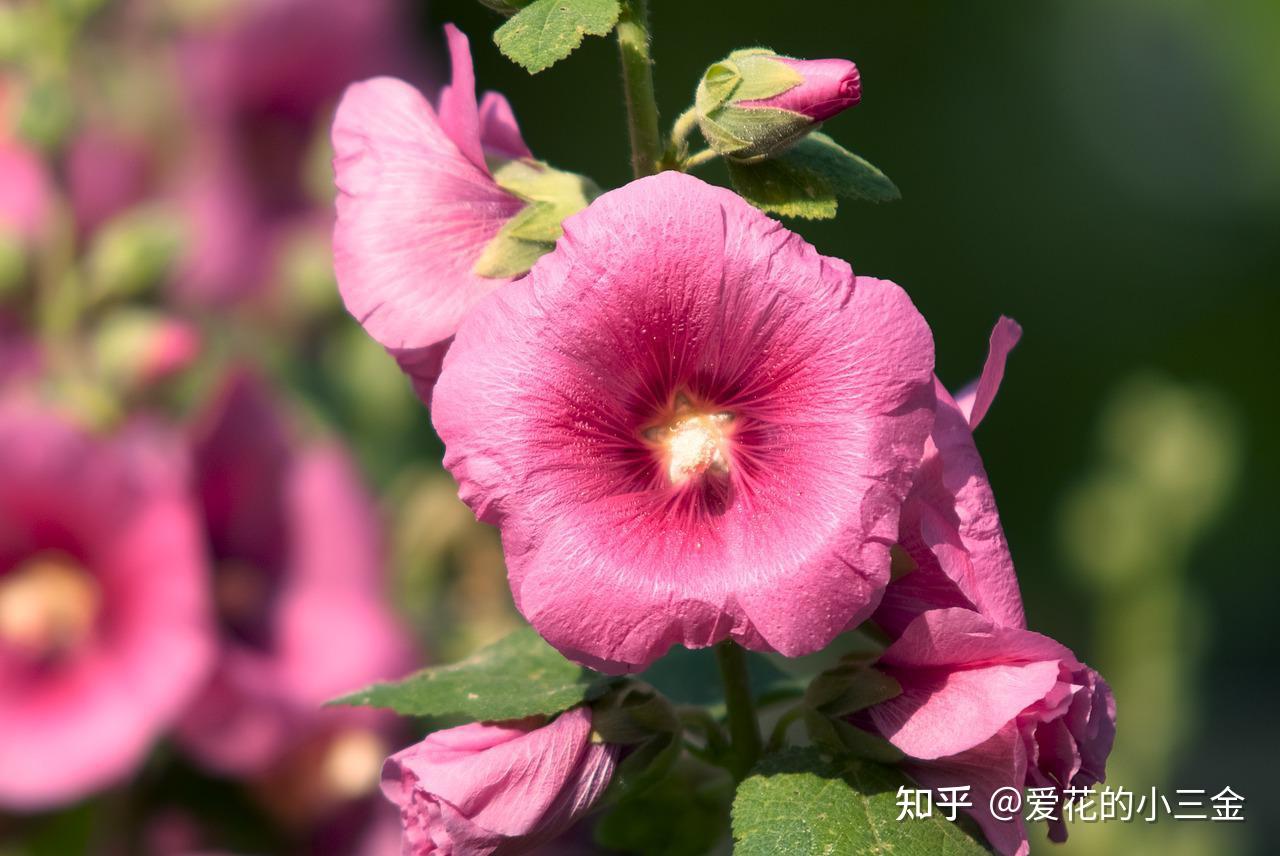 作為錦葵科的成員,蜀葵的花朵也有這個家族特有的特徵——單體雄蕊