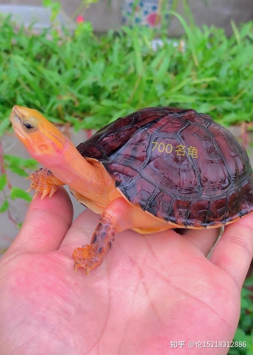 闭壳龟有多少个品种?这次我们分享一个百色闭壳龟