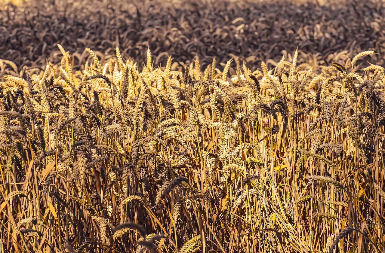 2. 四千亩占地规模