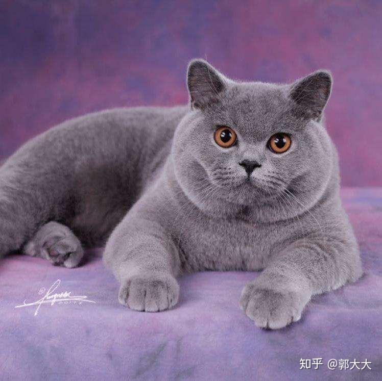 蓝色的猫咪是啥品种 v2-08829b086b8f99f33345361dc823e16c_r.jpg