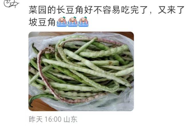 看到“山东人被豆橛子”... - 知乎