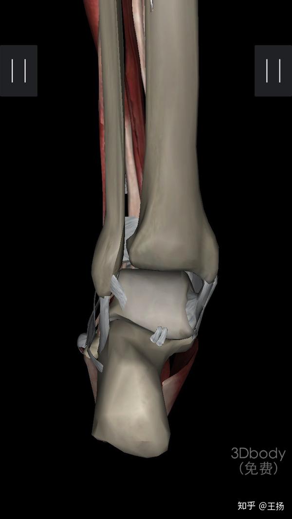 为什么踝关节外翻的角度比内翻的小?