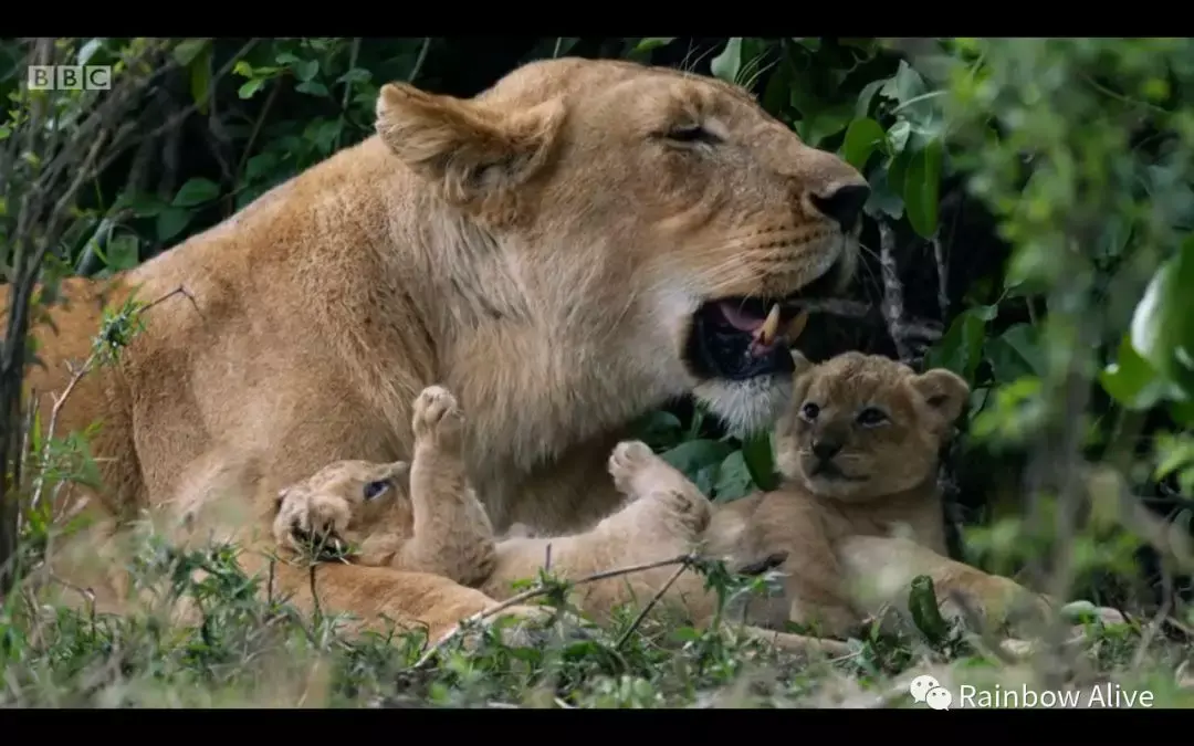 如何评价自然类纪录片王朝dynasties第三集狮子