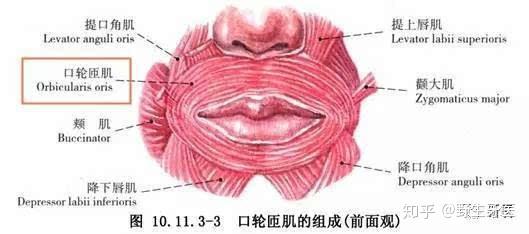 人类用嘴吮吸产生的最大压强是多少? 2 v2 08904eff71fc6c6e13375b314bef030a 720w