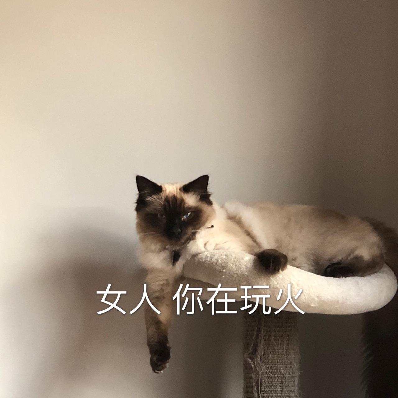 自己养的猫做的哪些表情包让你觉得最为惊艳?