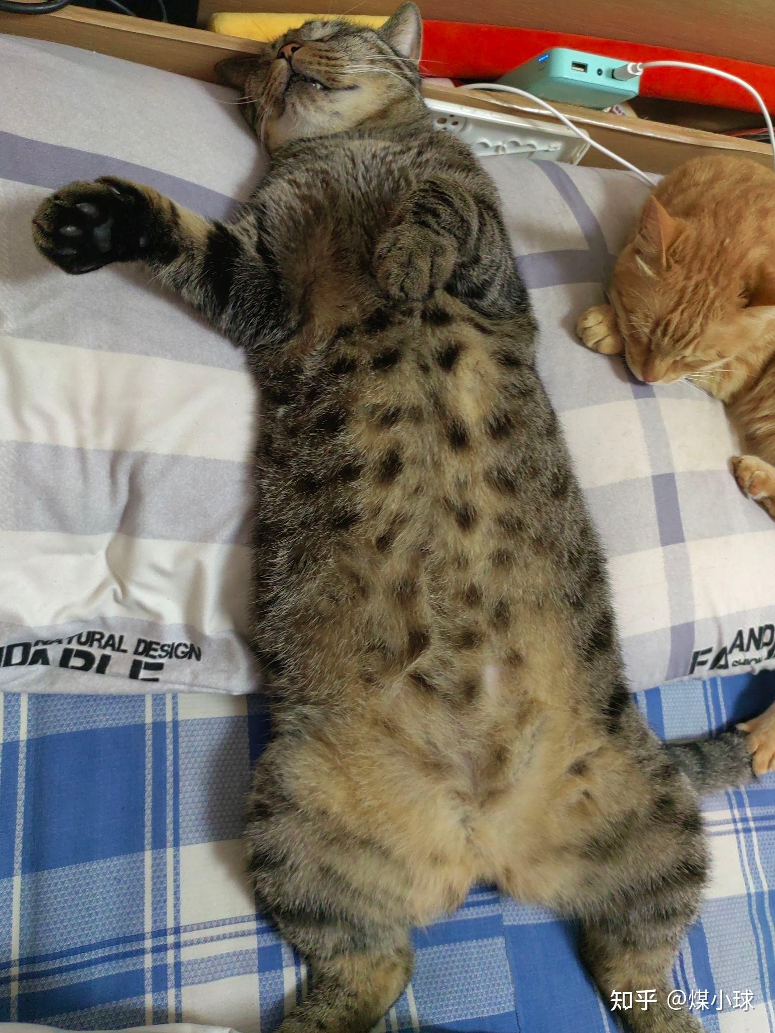 可以放一张猫猫睡懒觉的照片吗?