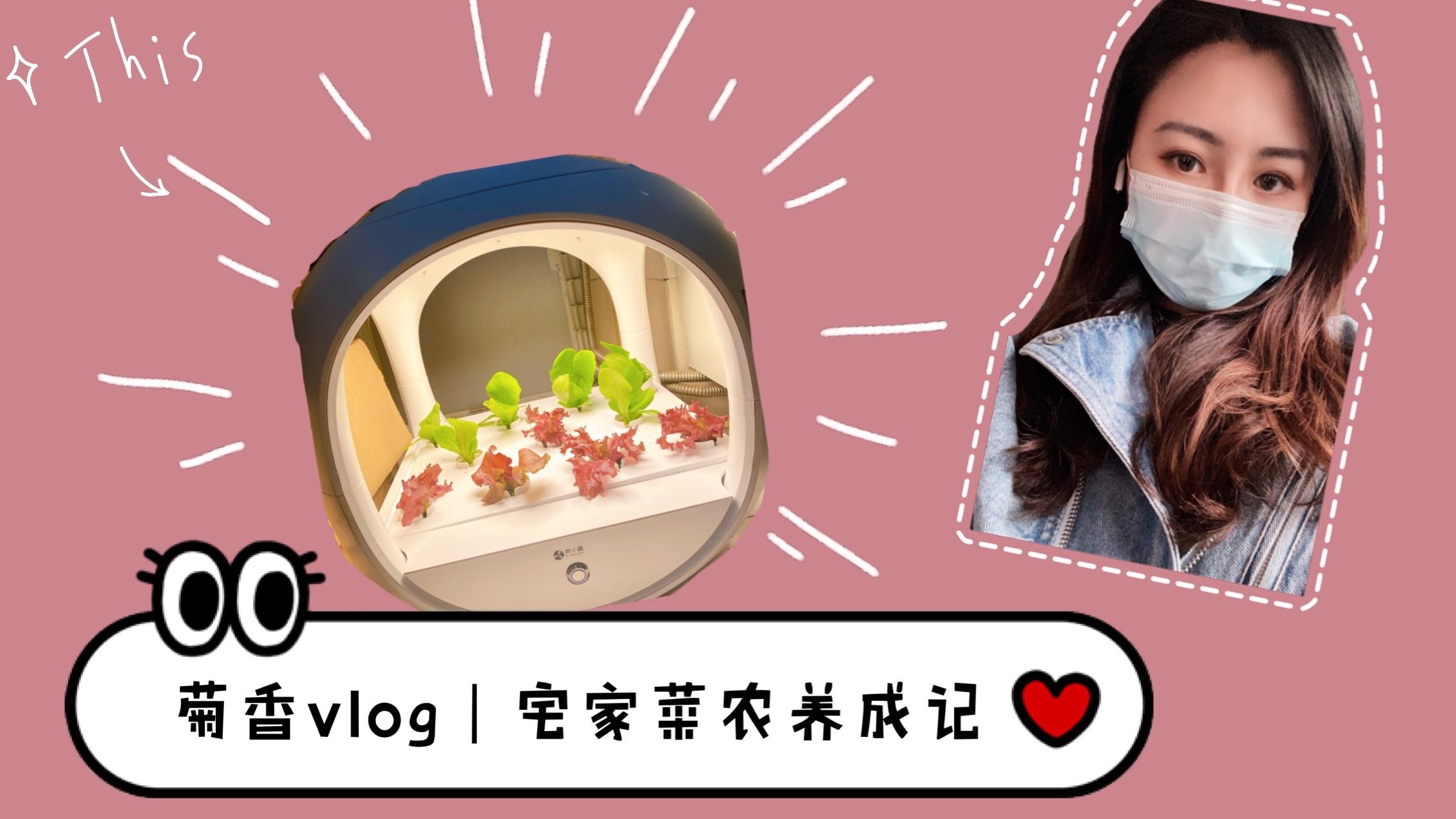 菊香的苏梅岛之旅