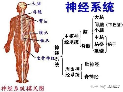 神经根支配区域图图片