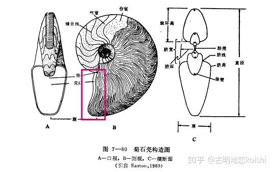 菊石的古生物复原图图片