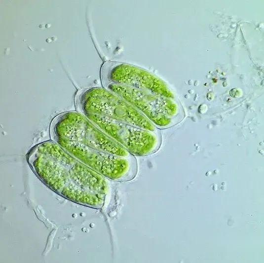 【原生生物界全系列-45】绿藻纲—环藻目 - 知乎