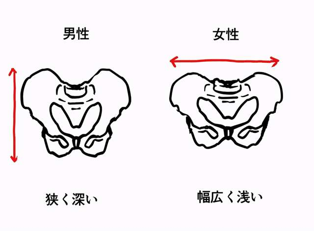 男女骨骼差异图 女性图片