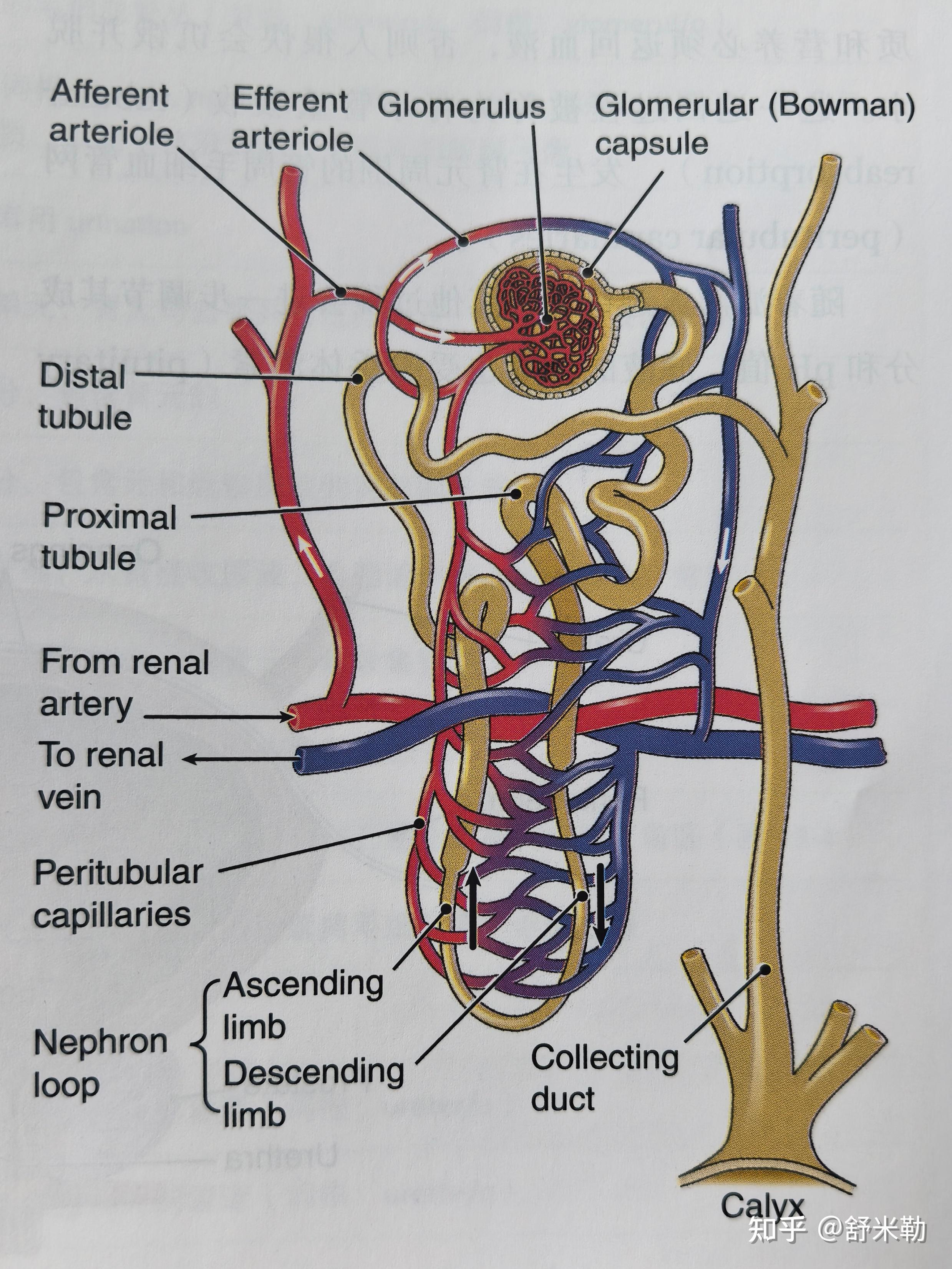 afferent arteriole 入球小动脉efferent