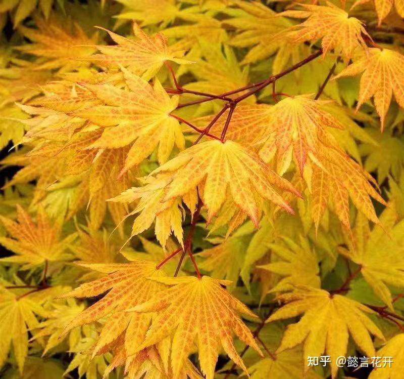 叶色靓丽的黄金枫—约旦 - 知乎