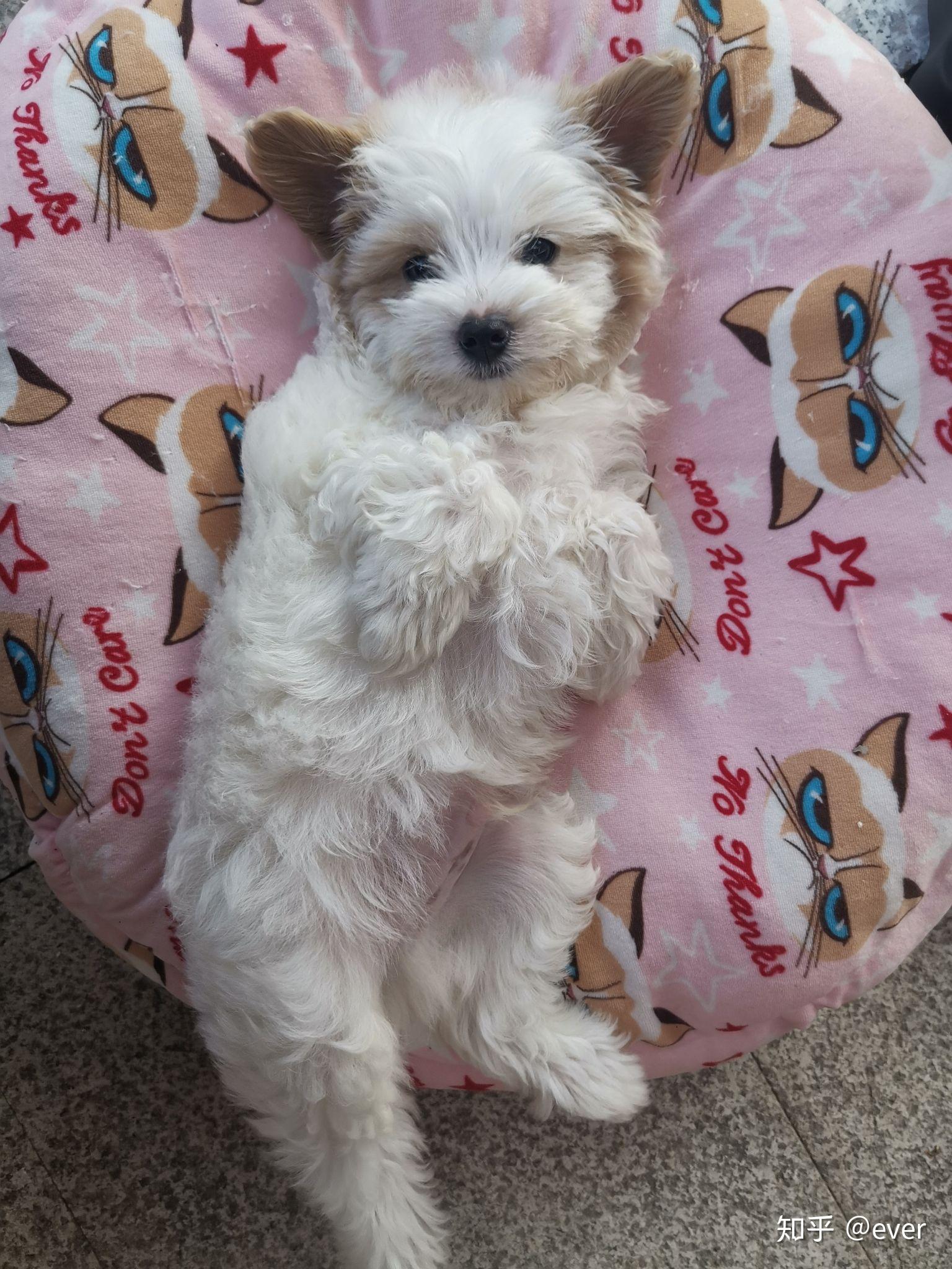 买了一只博美和泰迪的串感觉被骗了