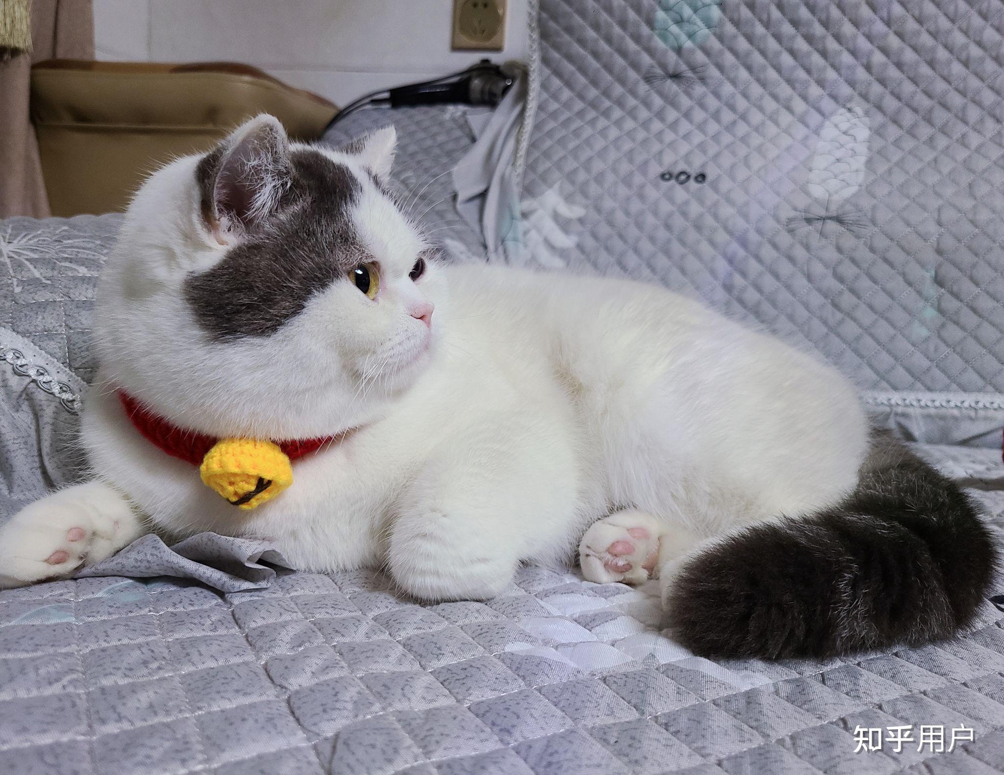 想问下我这只是英短净梵嘛