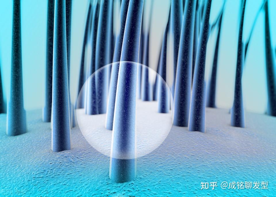 头发是从发根长还是从发梢长头发掉了还会长出来吗