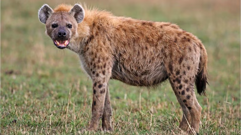 鬣狗不张嘴真的就还好,但是一张嘴,那都是一副德行:条纹鬣狗,其实不