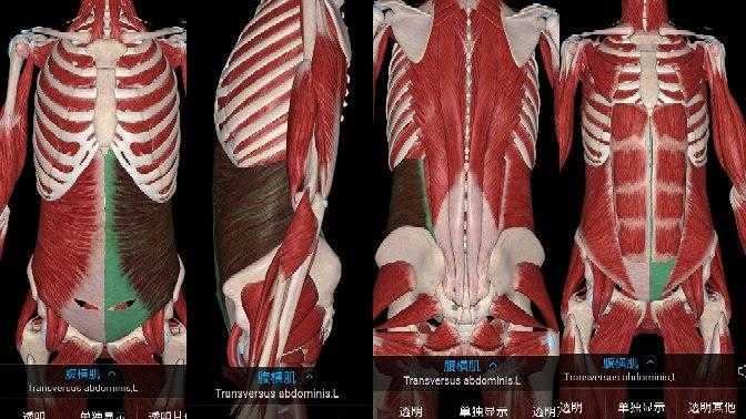 身體軀幹康復必要解剖胸腹核心肌群與背肌