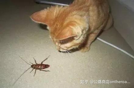 去南方没有看到会飞的蟑螂,算是遗憾