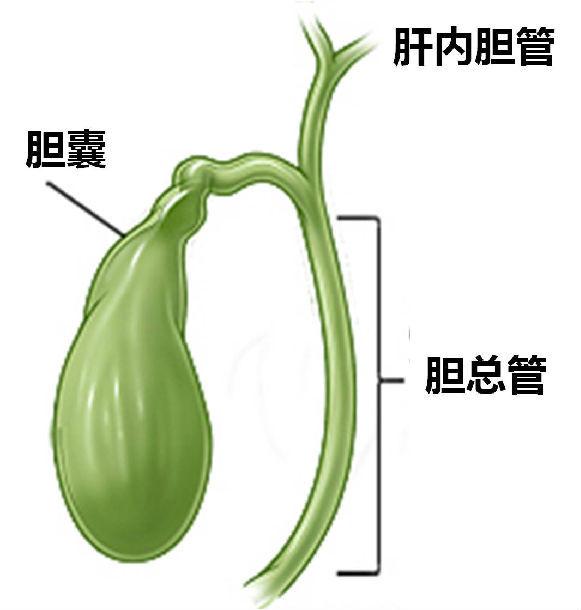 胆囊的功能有哪些 切了胆囊就不能吃肉了吗 知乎