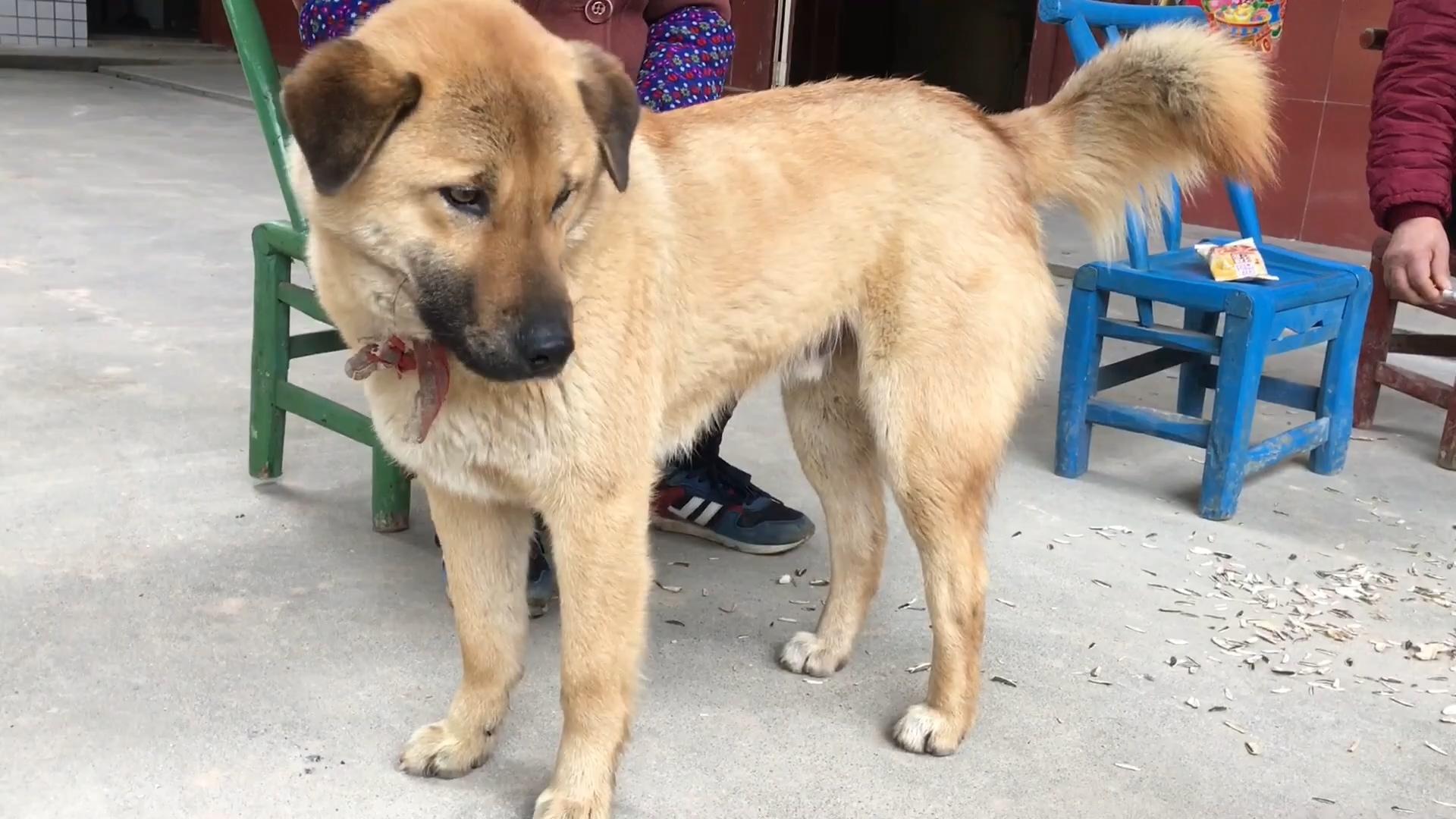 18岁的田园猫牙齿都掉光了但还是个粘人的小可爱