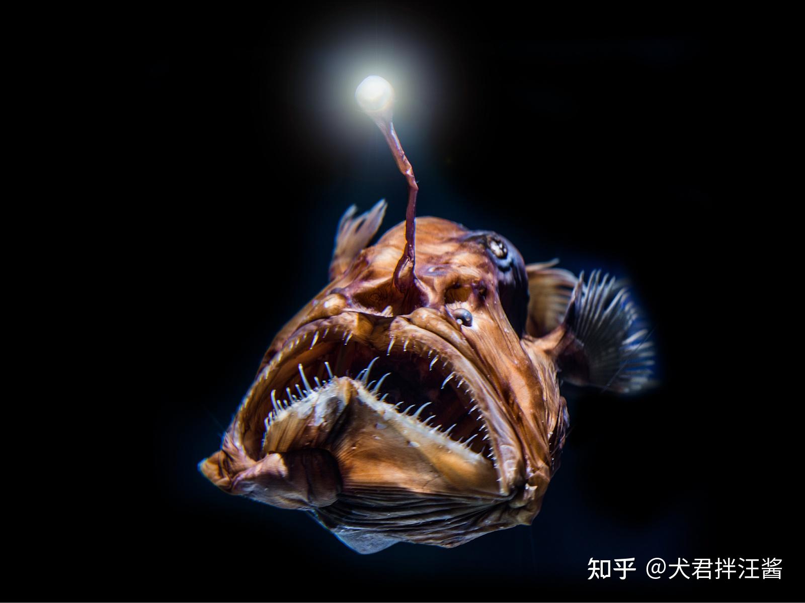 深海里的灯笼鱼图片