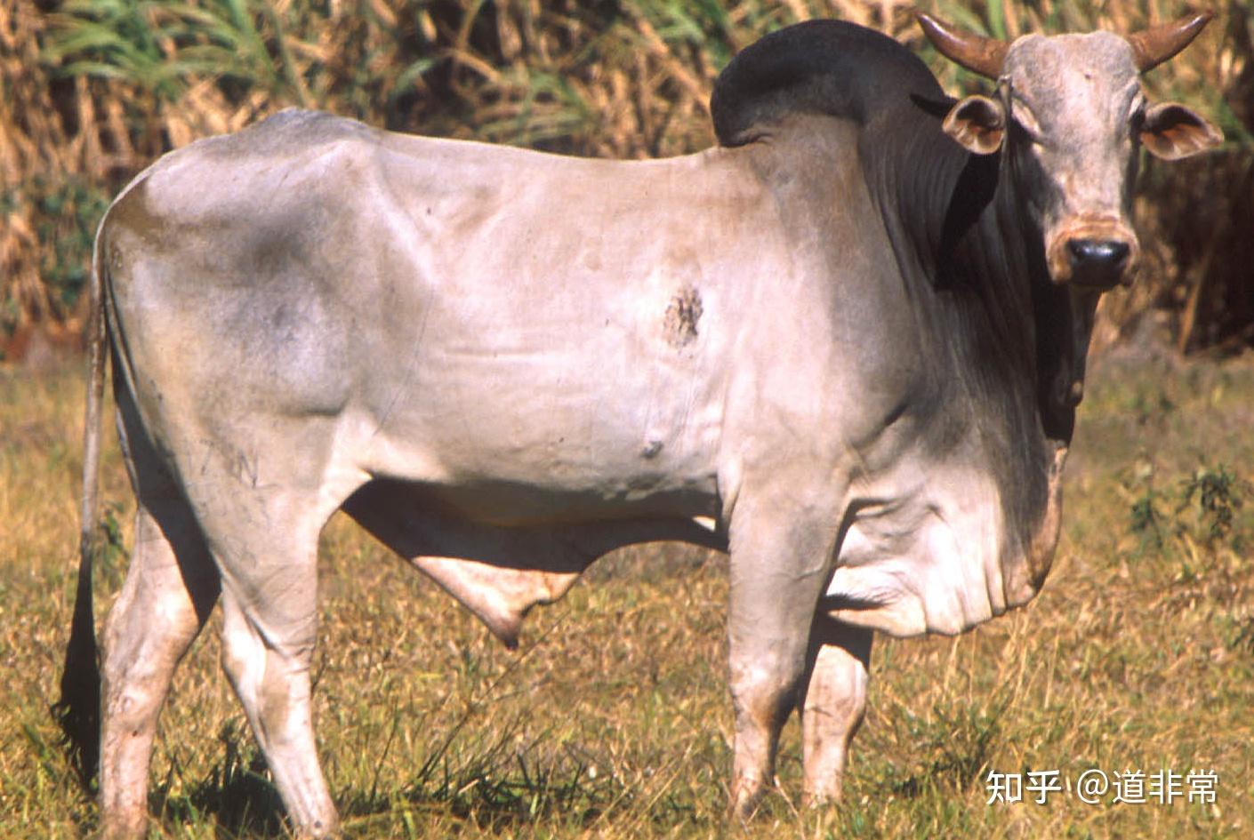 公元前1599年商汤伐桀:横扫一切关于二里头三星堆和清华简的谎言 - 知