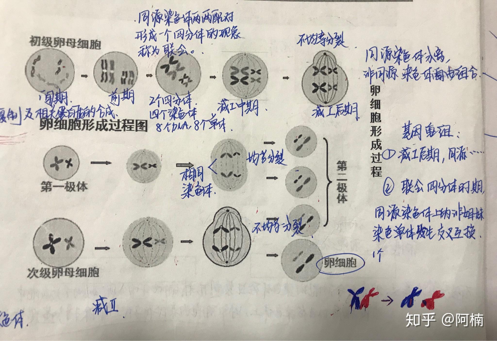 同源染色体分离,姐妹染色单体互换的具体过程,及原因?