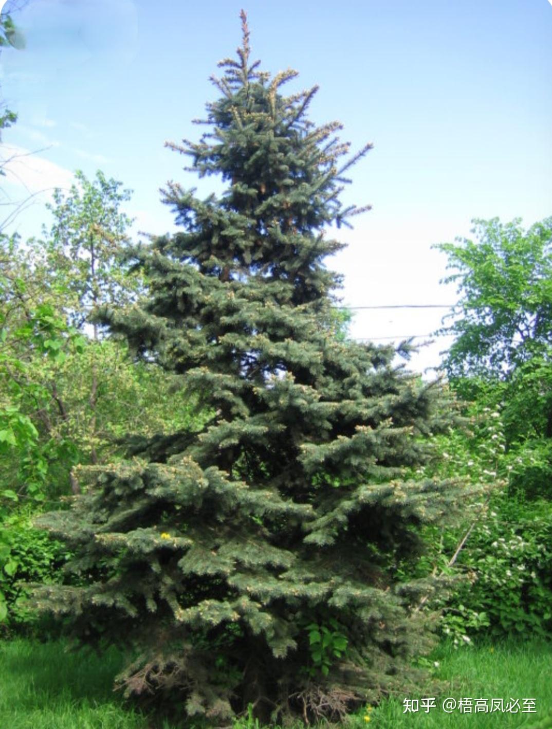 枞树到底是什么树