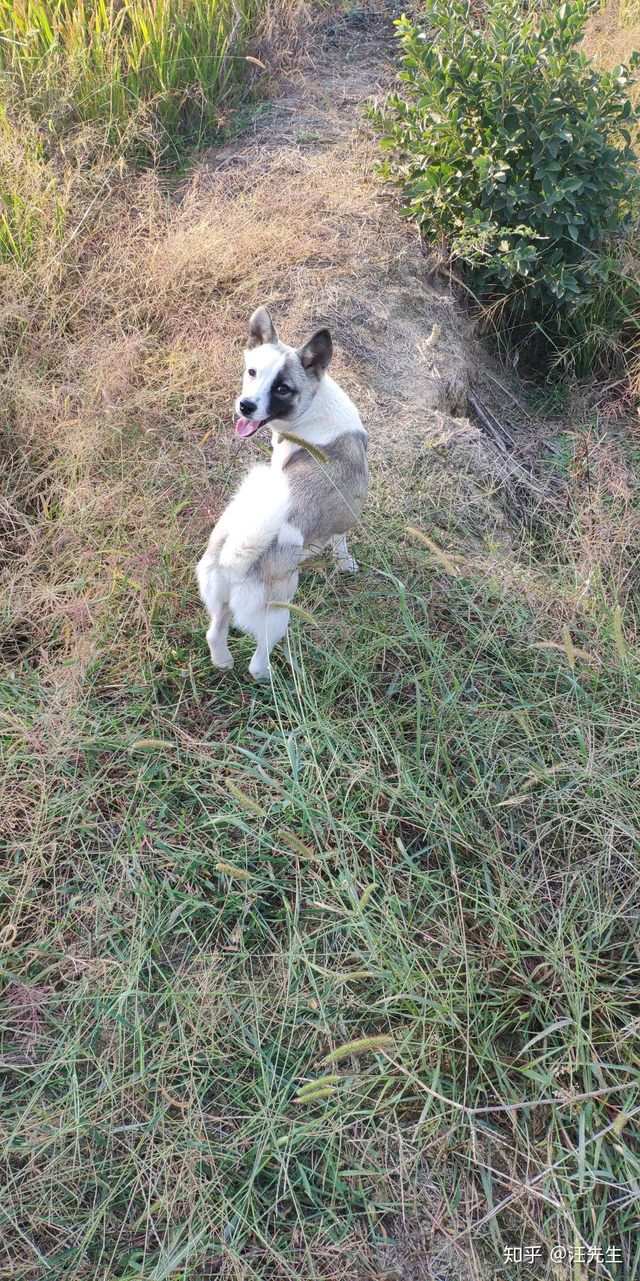 为什么大家不喜欢养土狗,土狗聪明吗?