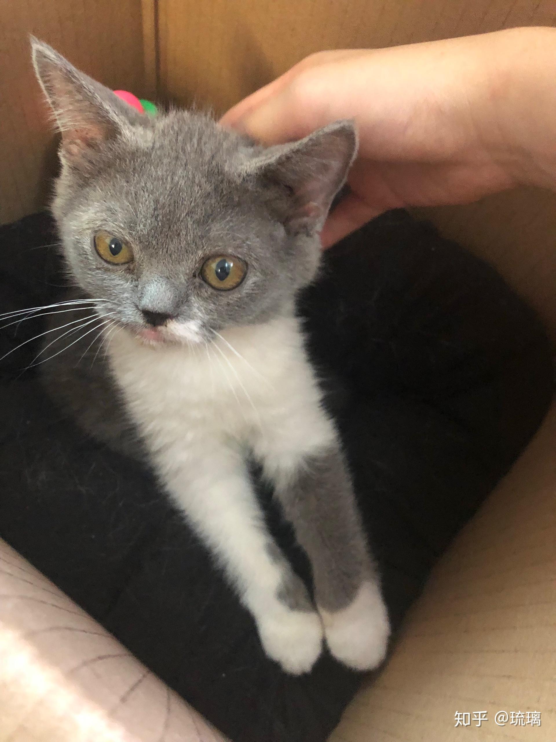 英短蓝猫脸超尖怎么破