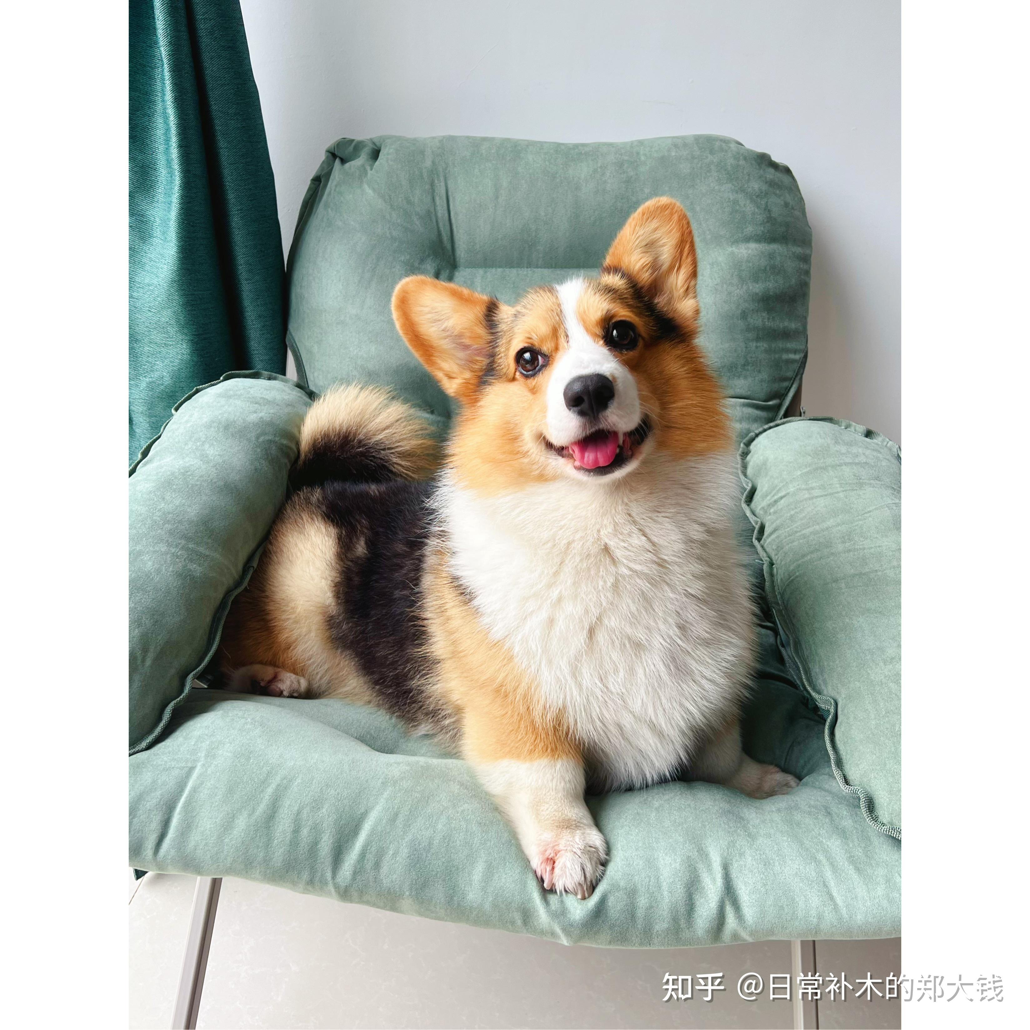 柯基不断尾会怎么样? - 知乎