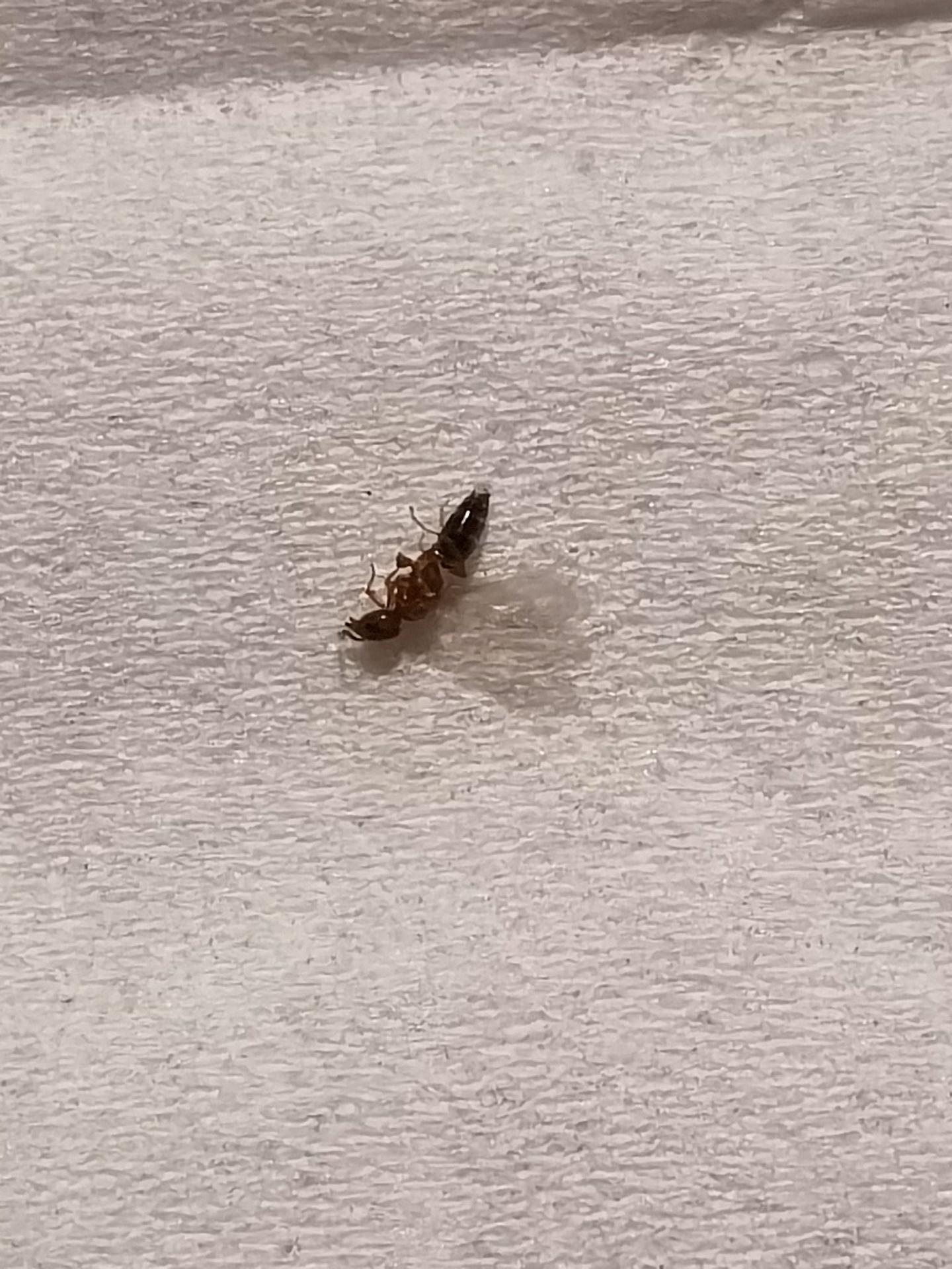 像蚂蚁，有翅膀，捏死了很臭的虫子是什么？ - 知乎