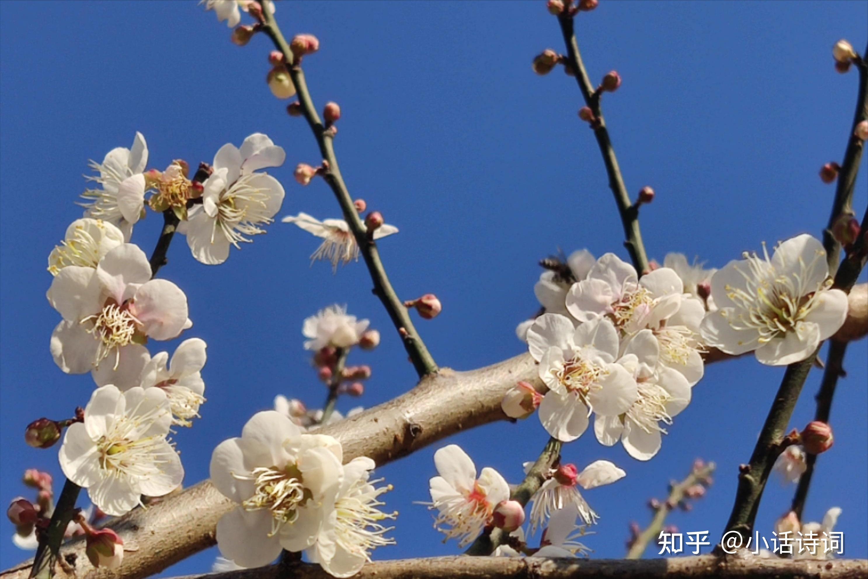 此花不与群花比:李清照笔下的一朵朵梅花,是她人生经历的写照