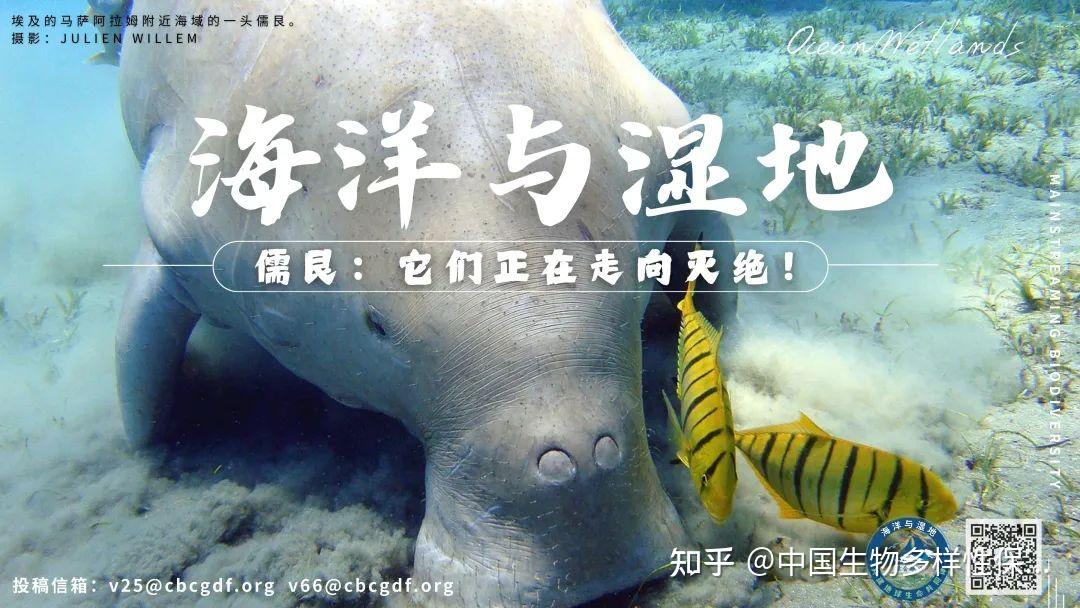 印度儒艮种群骤减至200头 | 2025年世界儒艮日·海洋与湿地·关注 - 知乎