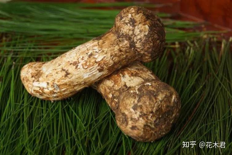 国家Ⅱ级重点保护珍稀濒危菌类植物：松口蘑（松茸） - 知乎