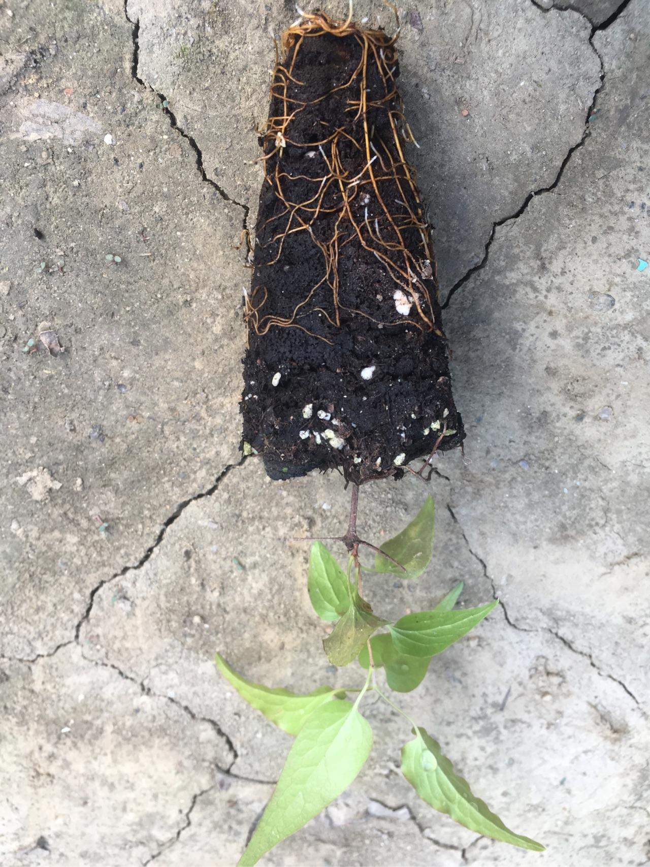 有哪些代表性的花容易长根会越想越多的?