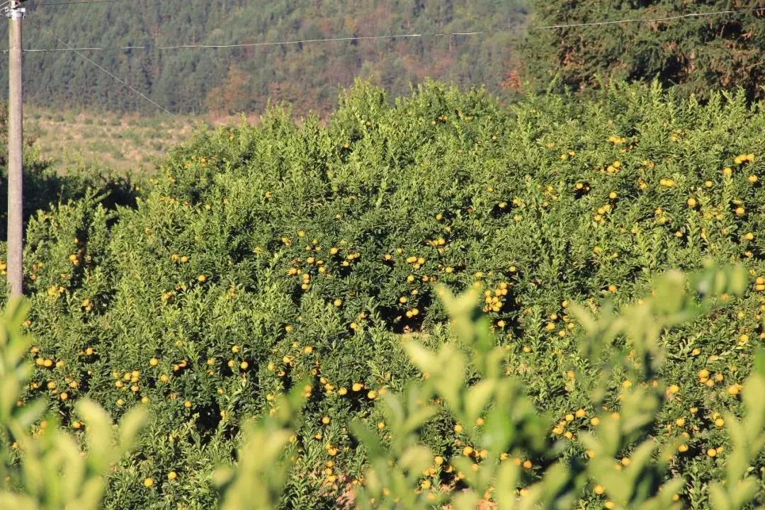 田园东方甜桔柚挡不住的柚惑