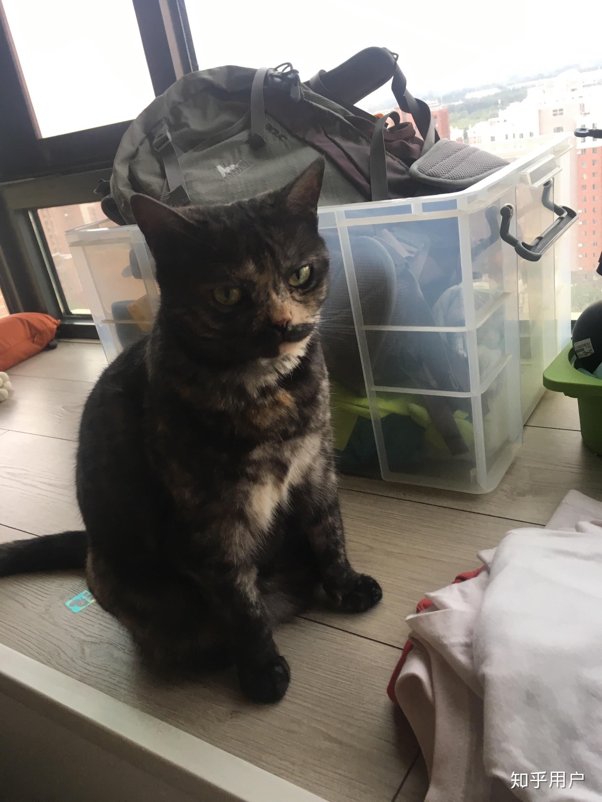 刚出生的婴儿到底能不能和猫共存? - 知乎