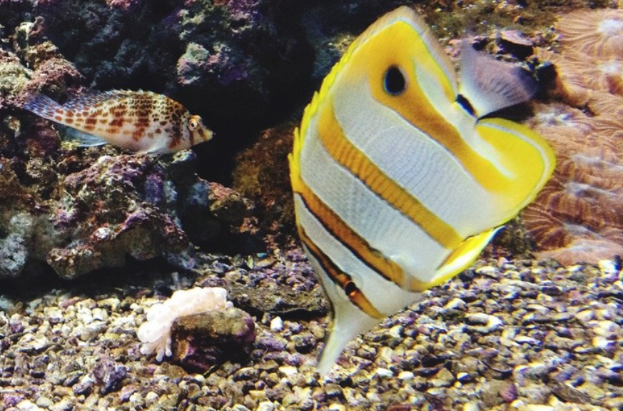 英语中也有“四字成语”! Teach fish to swim意思你绝对想不到! - 知乎
