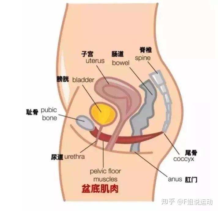 盆底肌解剖图3d图片