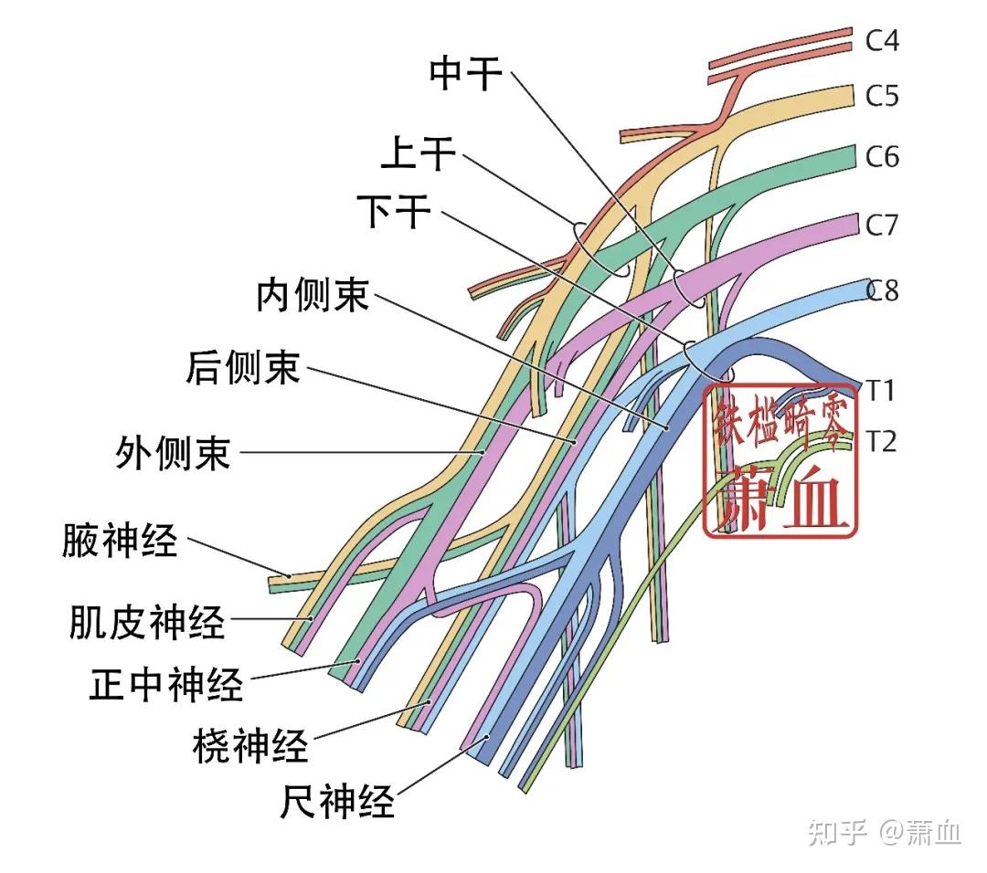 神经卡压|腋神经 - 知乎