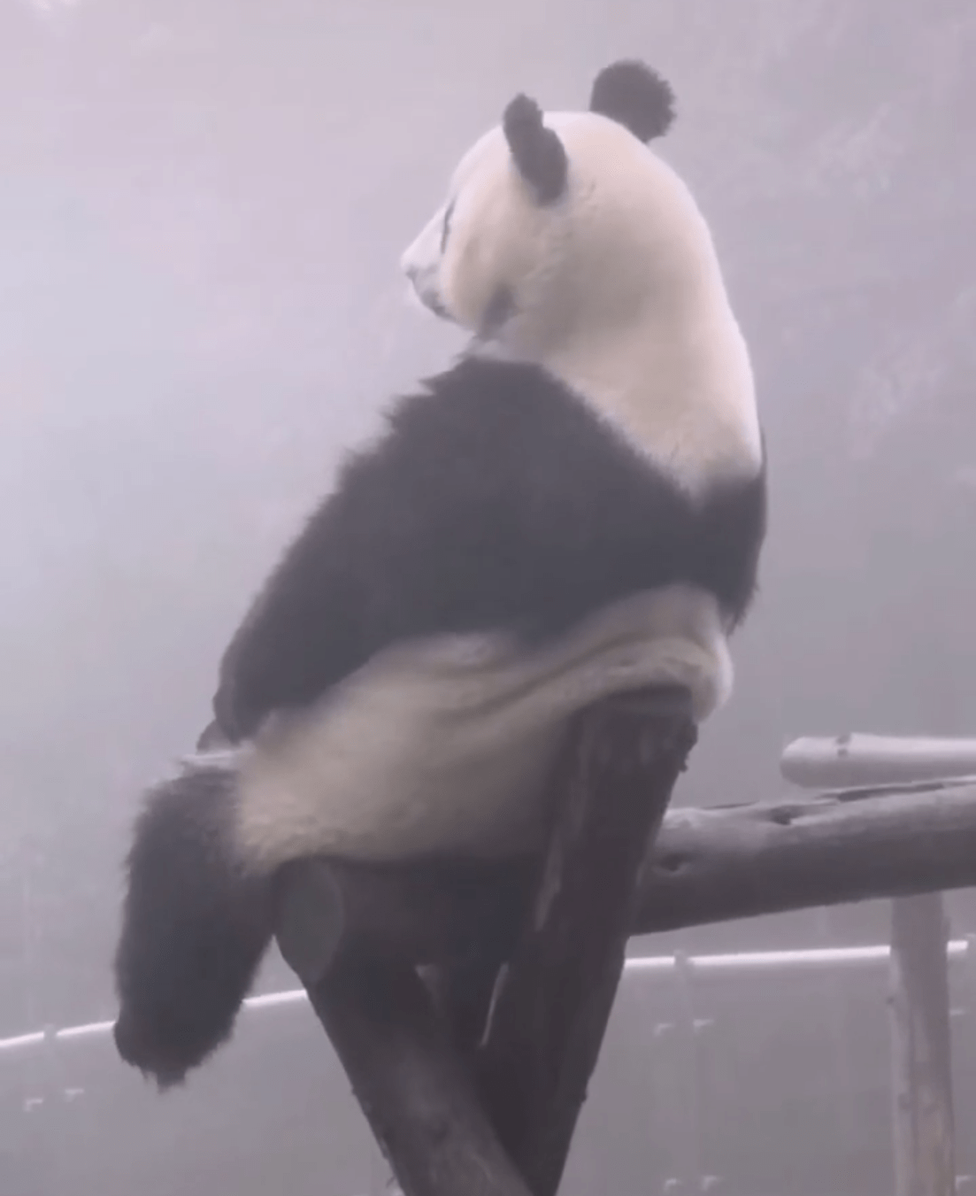 有哪些表示孤独孤单寂寞的表情包?
