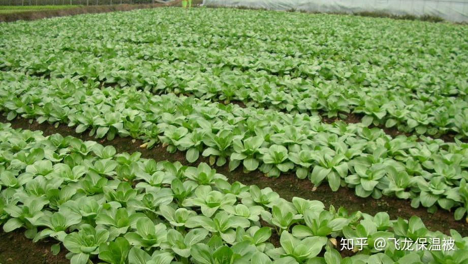 鸡毛菜种植时间和种植方法