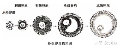 三级卵泡图片